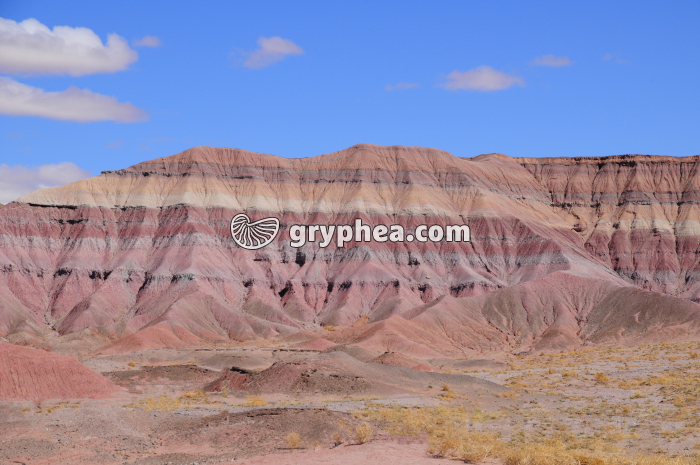 Sédiments argileux (Terres bigarrées) - gryphea.com